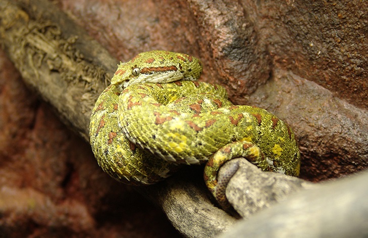 Хорт могойн арал: Кеймада Гранди / Бразил